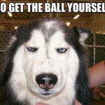Annoyed Dog | GO GET THE BALL YOURSELF | image tagged in annoyed dog | made w/ Imgflip meme maker