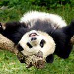 happy friday panda