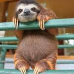 Cute sloth