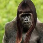 Ape In Wig