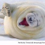 Laughing seal meme