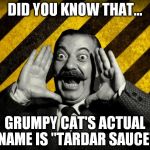 and did you know that.. | DID YOU KNOW THAT... GRUMPY CAT'S ACTUAL NAME IS "TARDAR SAUCE" | image tagged in and did you know that | made w/ Imgflip meme maker