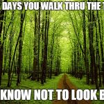 trees_oxygen | SOME DAYS YOU WALK THRU THE TREES AND KNOW NOT TO LOOK BACK | image tagged in trees_oxygen | made w/ Imgflip meme maker