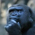 thinking ape