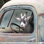 GoatDriving