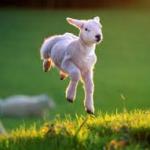 Jumping Lamb