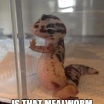 Photogenic Lizard  | HEY THERE IS THAT MEALWORM FOR ME | image tagged in photogenic lizard | made w/ Imgflip meme maker