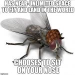 Scumbag House Fly | HAS NEAR-UNLIMITED SPACE TO FLY AND LAND IN THE WORLD CHOOSES TO SIT ON YOUR NOSE | image tagged in scumbag house fly,scumbag | made w/ Imgflip meme maker