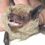 sgran bat 2
