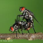 Flies Having Sex