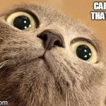 cats | CARL?IS THAT YOU? | image tagged in cats | made w/ Imgflip meme maker
