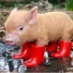 Rain boots pig