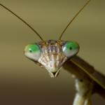 Praying Mantis Head
