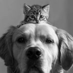 bump on my head | YOU'RE A BUMP ON MY HEAD | image tagged in bump on my head,cats,dogs,bump,memes | made w/ Imgflip meme maker
