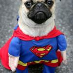 Hay dere pretty lady. Super pug is here to save you with derpyne