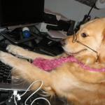 dog at the computer