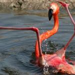 FlamingoLegs