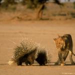 lion vs porcupine