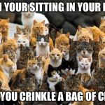 Judgey Cats | WHEN YOUR SITTING IN YOUR ROOM AND YOU CRINKLE A BAG OF CHIPS | image tagged in judgey cats | made w/ Imgflip meme maker