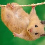 hamster