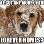 Y'all got any more room in your heart? | Y'ALL GOT ANY MORE OF THEM FOREVER HOMES? | image tagged in dog in snow,yall got any more of,dogs | made w/ Imgflip meme maker