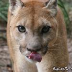 Cougar Lick meme