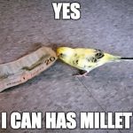 Budgie steals 20 | YES I CAN HAS MILLET | image tagged in budgie steals 20 | made w/ Imgflip meme maker