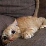 Kitten couch cushion