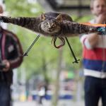 Cat drone