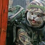 Cat Commando