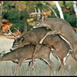 gaydeer