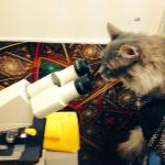 Cat microscope