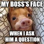 dumb dog | MY BOSS'S FACE WHEN I ASK HIM A QUESTION | image tagged in dumb dog | made w/ Imgflip meme maker