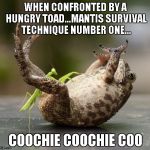 It would be easy to go a different route with this one... | WHEN CONFRONTED BY A HUNGRY TOAD...MANTIS SURVIVAL TECHNIQUE NUMBER ONE... COOCHIE COOCHIE COO | image tagged in mantis tickling toad,funny,nature,praying mantis,toad | made w/ Imgflip meme maker