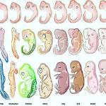 embryology