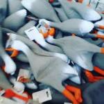 Duck Army