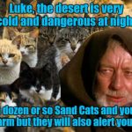 Obi Wan Catnobi | Luke, the desert is very cold and dangerous at night, Grab a dozen or so Sand Cats and you'll not only be warm but they will also alert you  | image tagged in obi wan catnobi | made w/ Imgflip meme maker