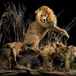 Lion Facing Hyenas