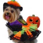 Halloween Witch dog