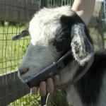 Goat on the phone