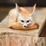 fennec fox