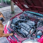 Dog Mechanic