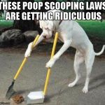 Such is the life of Raydog | THESE POOP SCOOPING LAWS ARE GETTING RIDICULOUS | image tagged in dog scooping poop,funny,dog,poop | made w/ Imgflip meme maker