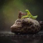 Mantis Pinning Toad meme