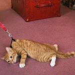 leash cat