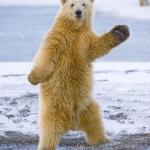 Dancing Bear