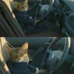 Boat Cat in Car