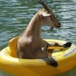 Floating Goat meme