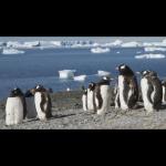 gentoo linux penguin global warming ice melt polar bear compile