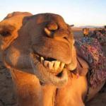 Camel smile meme